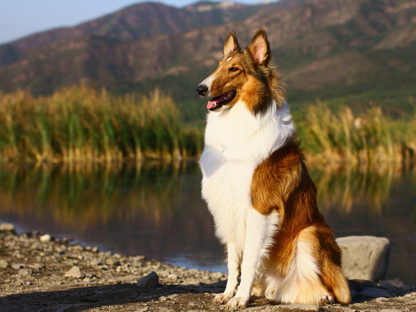 如何训练苏牧的胆子