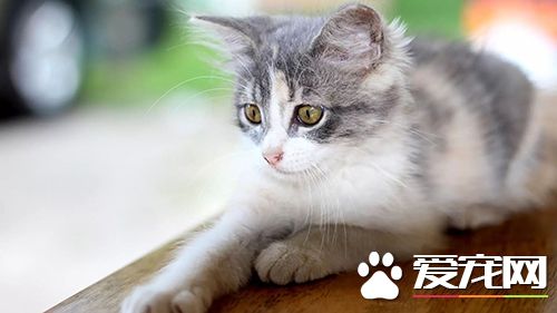 猫咪走丢了怎么办 让猫咪走失了自己回家的技巧与注意事项