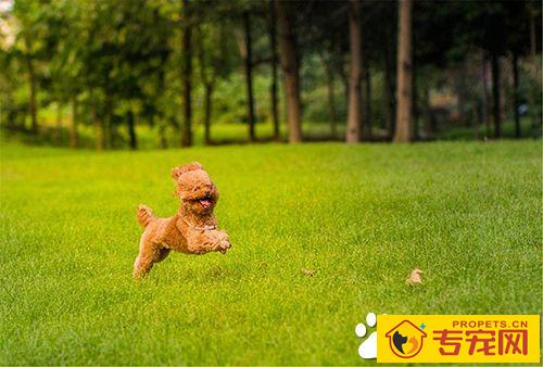 三个月的泰迪怎么养 养泰迪必须具备的条件