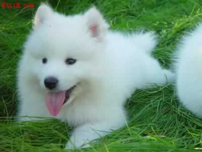 训练萨摩耶带项圈的注意事项