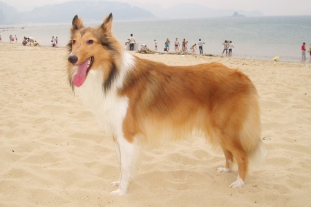 如何训练苏格兰牧羊犬握手