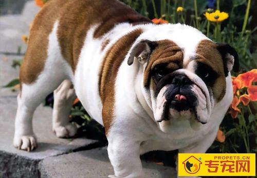 斗牛犬聪明吗 非常吸引人的狗狗