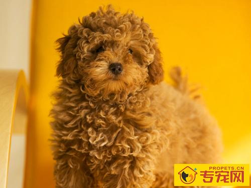 贵宾犬的性格 多变性格更可爱