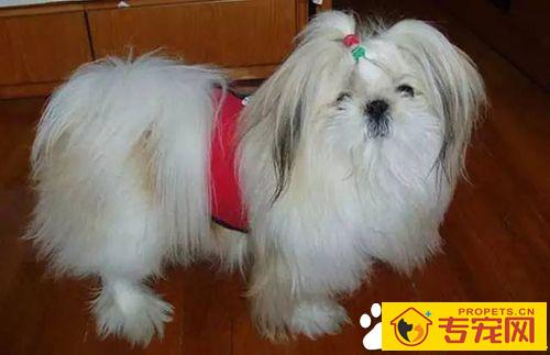 长不大的狗狗品种有哪些 长不大又好养的狗狗品种推荐