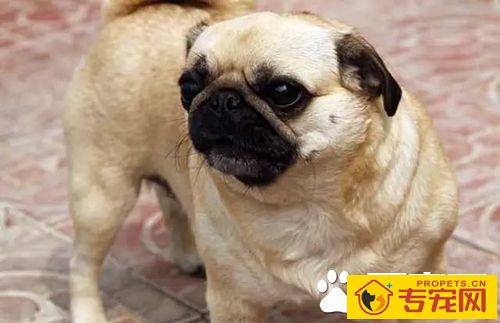 长不大的狗狗品种有哪些 长不大又好养的狗狗品种推荐