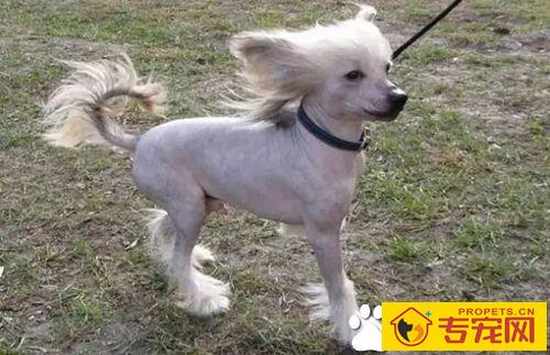 长不大的狗狗品种有哪些 长不大又好养的狗狗品种推荐