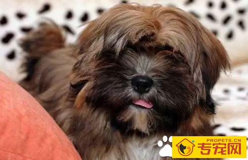 长不大的狗狗品种有哪些 长不大又好养的狗狗品种推荐