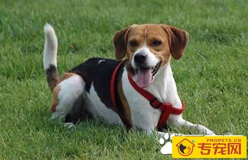 冬天狗狗如何应对寒冷天气  狗狗冬天保暖应对措施