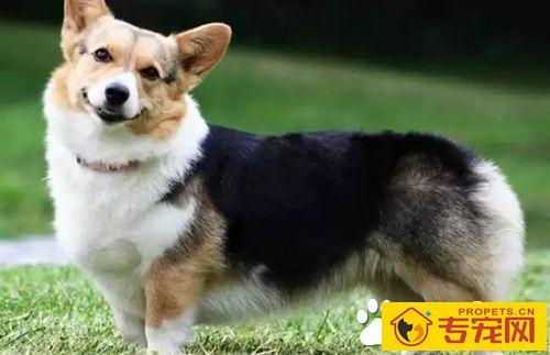 长不大的狗狗品种有哪些 长不大又好养的狗狗品种推荐