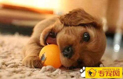 长不大的狗狗品种有哪些 长不大又好养的狗狗品种推荐