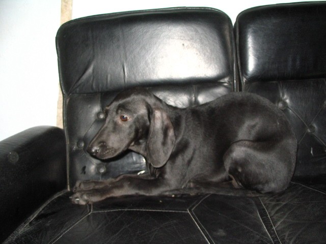 饲养不同时期的拉布拉多犬