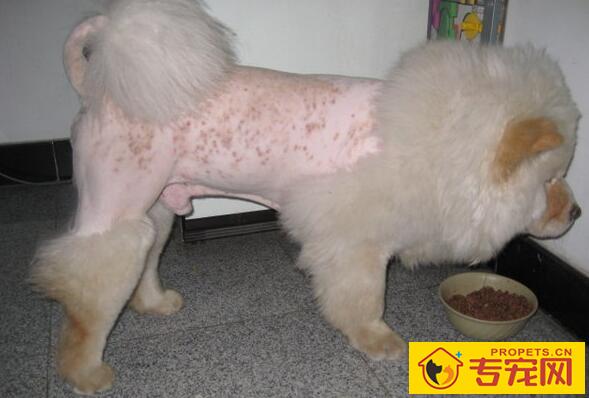 狗狗常见皮肤病的症状表现及养护方法 狗狗常见皮肤病的症状表现及养护方法