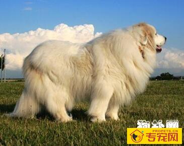 狗狗日常清洁主要是清理哪些部位呢? 狗狗日常清洁主要是清理哪些部位呢?