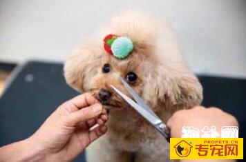 狗狗日常清洁主要是清理哪些部位呢? 狗狗日常清洁主要是清理哪些部位呢?