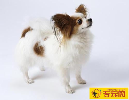 蝴蝶犬的特征 外观上的特征去辨别