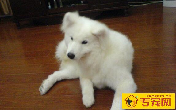 狗狗瘙痒难耐？让Omega脂肪酸来帮你