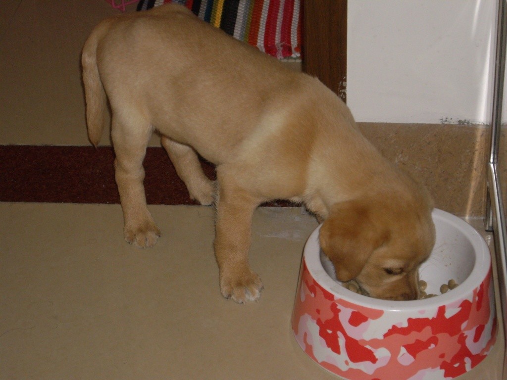 犬舍繁育的拉布拉多如何饲养