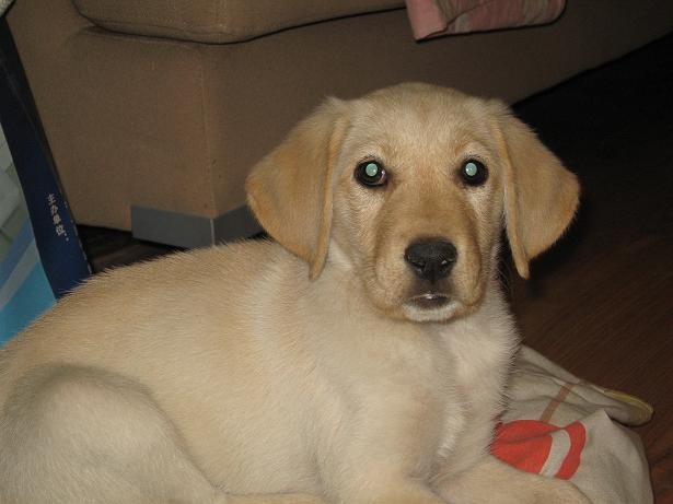 拉布拉多幼崽吃奶问题