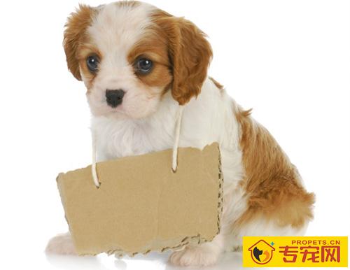 狗狗一天睡几个小时 主要分为浅睡和熟睡