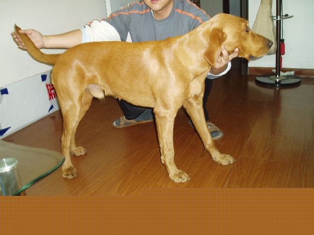 拉布拉多需要哪些物品道具