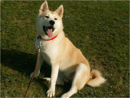 秋田犬常吃内脏容易生病