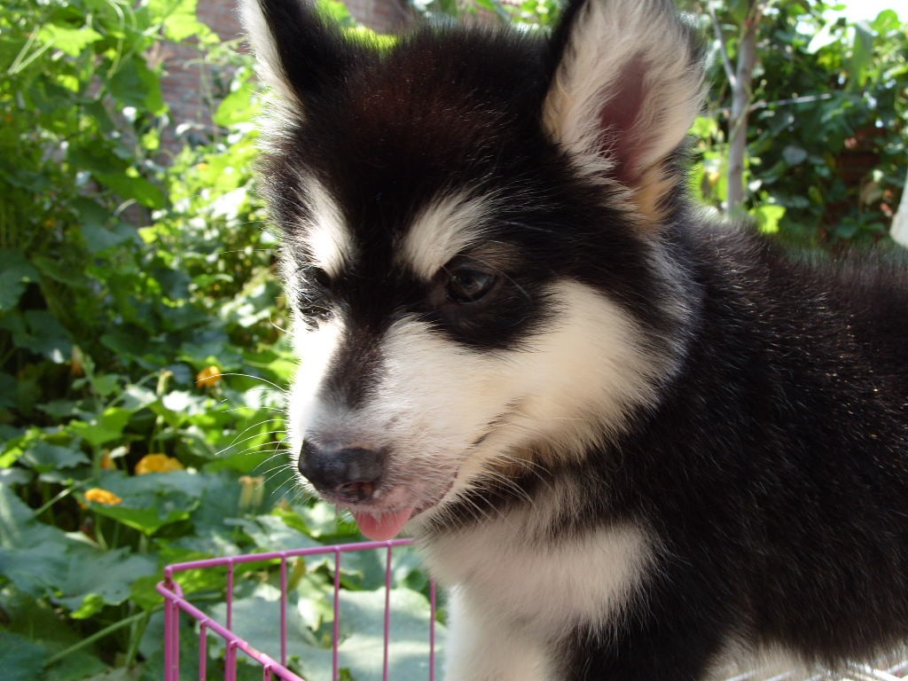 如何挑选高品质的阿拉斯加犬