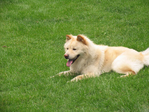 如何挑选秋田犬