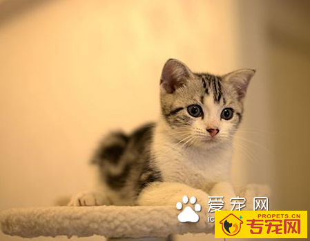 什么猫好养 根据自己的喜好来选择猫咪品种