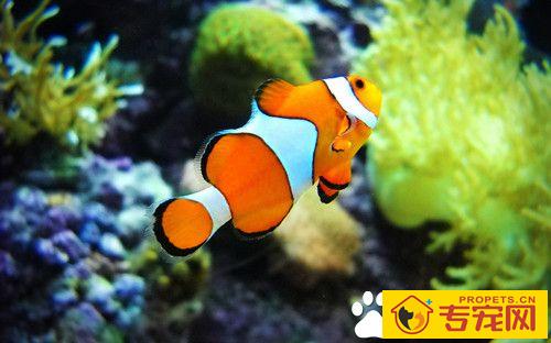 养鱼需要什么条件 养鱼必须先养好水