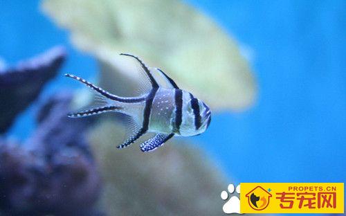 养鱼需要注意些什么 养鱼必须注意的事项