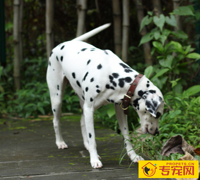 斑点狗能长多大 会长到50-61厘米左右