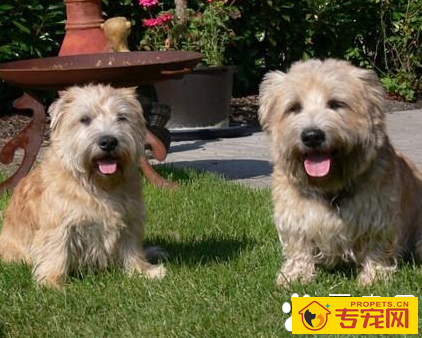 小型犬智商排名 迷你贵宾犬排名第一