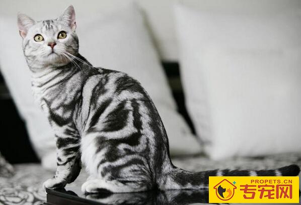 虎斑猫能长多大 美短温和适合家中饲养