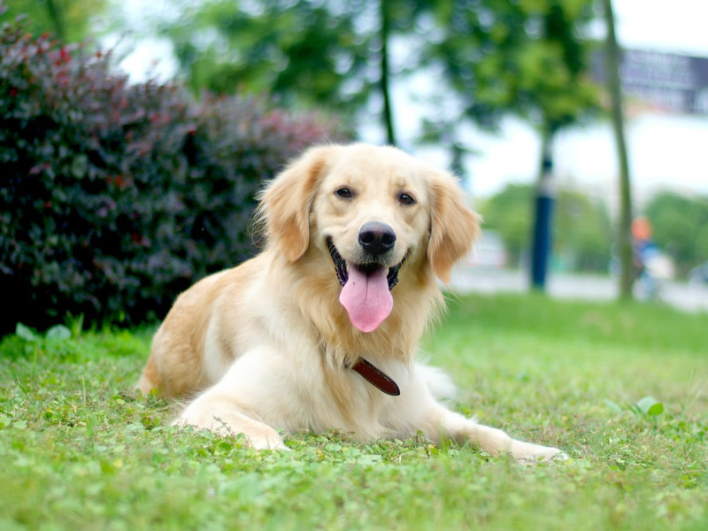 金毛犬哪些东西不能吃_金毛狗不能吃什么