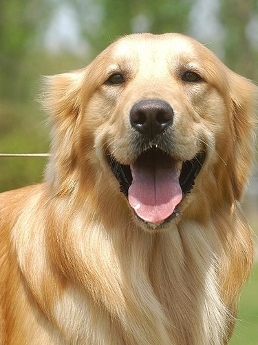 详细步骤教你金毛犬怎么养-金毛犬的喂养