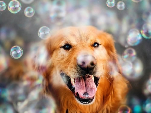 推荐几部关于金毛犬的电影