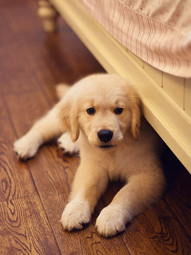 详解金毛犬小狗好养吗_金毛好养么解答