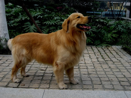 金毛叫什么名字好,金毛狗名字大全