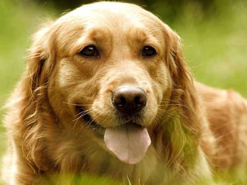教你看纯种金毛的特征,纯种金毛怎么鉴别