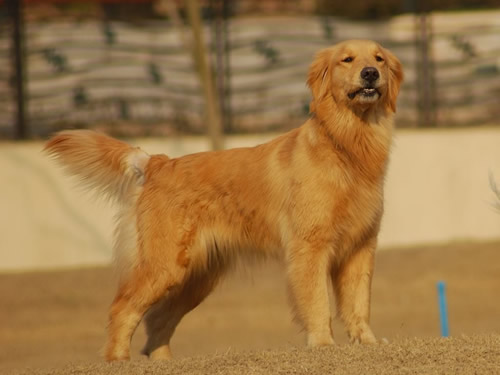 给金毛狗起个什么名字,金毛狗好听的名字大全