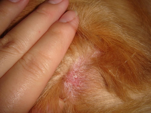 金毛犬真菌性皮肤病防治,金毛幼犬有皮肤病怎么办