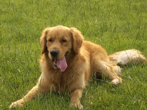 金毛掉毛吗,金毛犬几个月开始掉毛