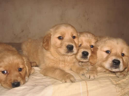 金毛幼犬喂养注意事项