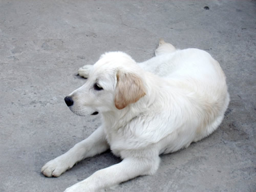金毛犬有没有白色的