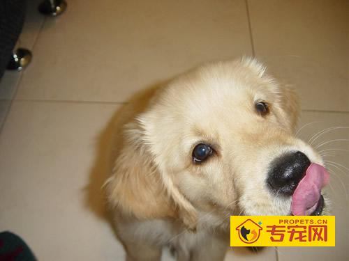 告诉你金毛尴尬期是什么,金毛几个月是尴尬期