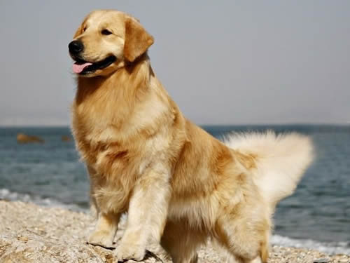 金毛的智商是多少,金毛犬的智商怎么样