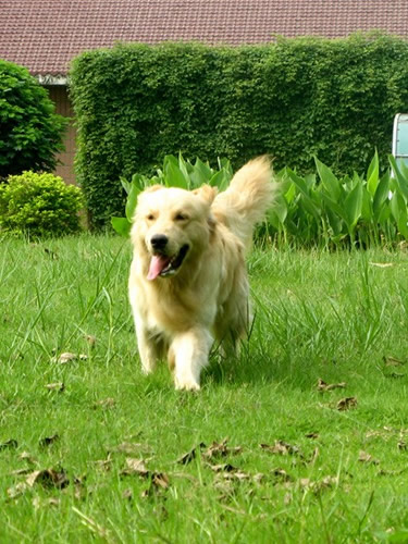 怎么看金毛的年龄,金毛年龄判断