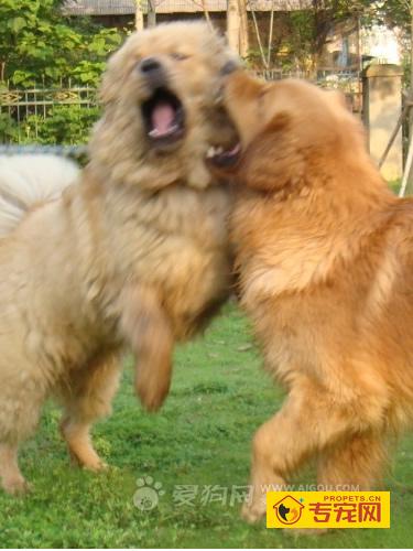金毛会打架吗,金毛打架厉害不,金毛爱打架怎么办