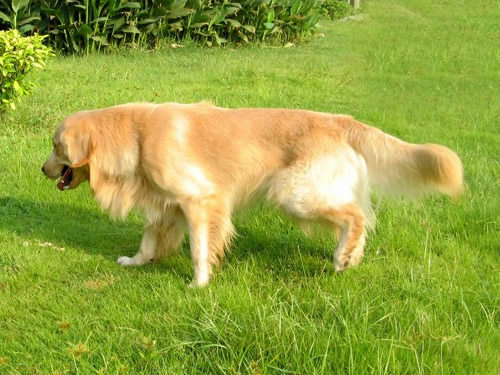 金毛犬能吃咸的吗