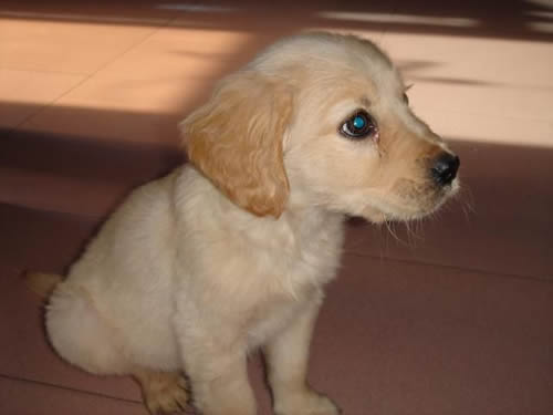 成年金毛体长多少,金毛成年多大,金毛犬多大就不长了